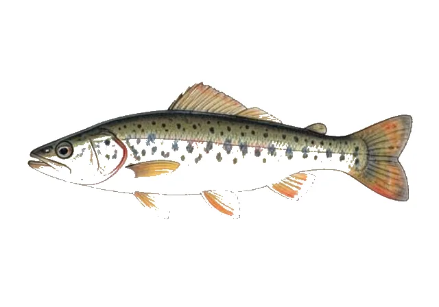 Channel Darter field guide illustration