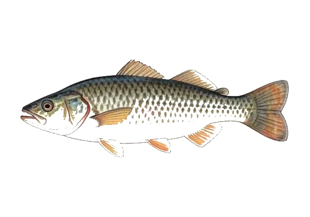 Checkered Puffer field guide illustration