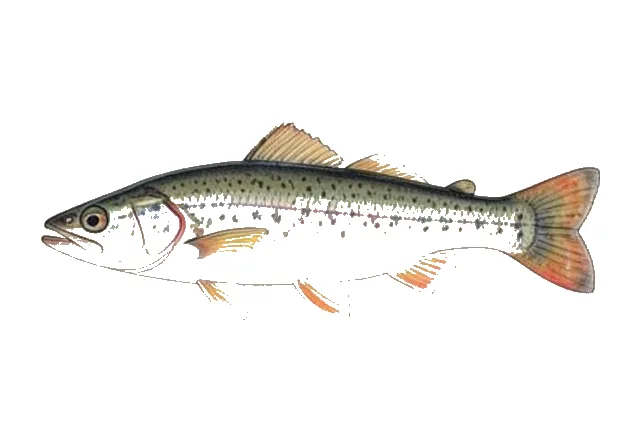 Cherryfin Shiner field guide illustration