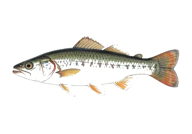 Christmas Darter field guide illustration