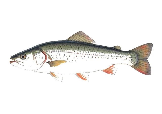 Illustration of Cisco