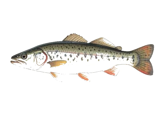 Clear Chub field guide illustration