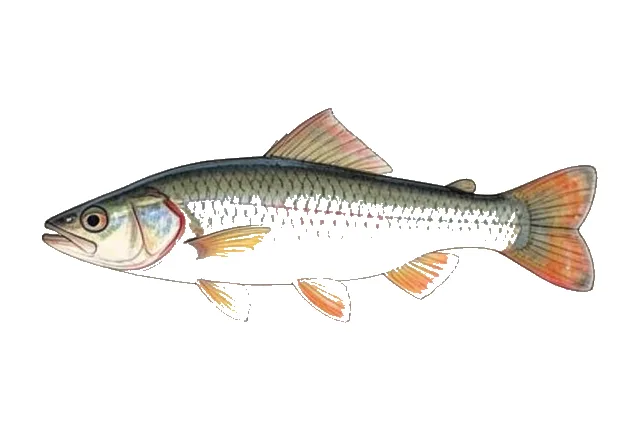 Illustration of Clear Creek Gambusia