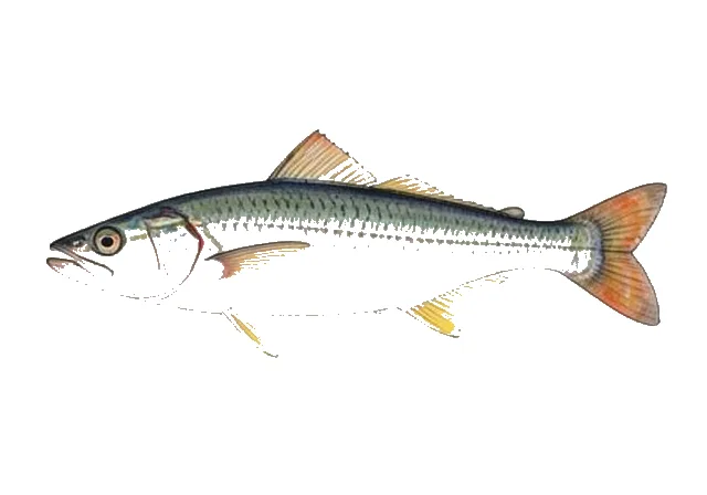 Clearwing Flyingfish field guide illustration