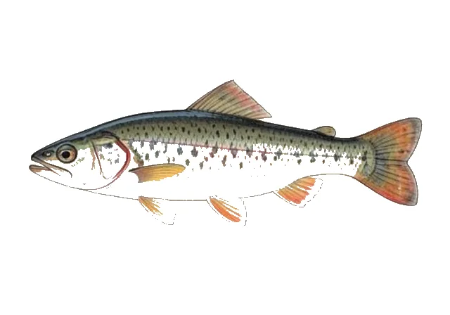 Coal Darter field guide illustration
