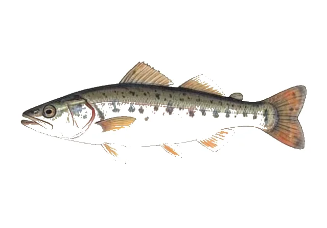 Coastrange Sculpin field guide illustration