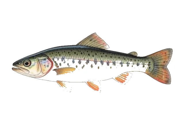 Coldwater Darter field guide illustration