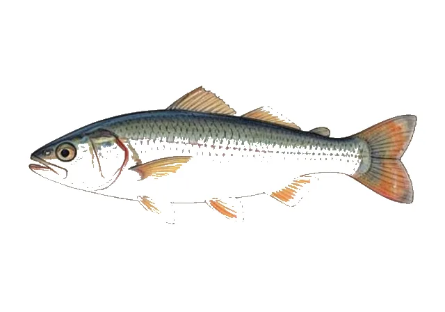 Collybus drachme field guide illustration