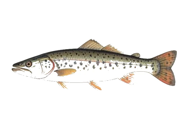 Colorado Pikeminnow field guide illustration