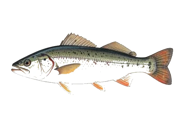 Colorado Snapper field guide illustration