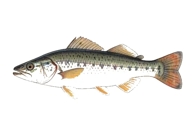 Comanche Springs Pupfish field guide illustration