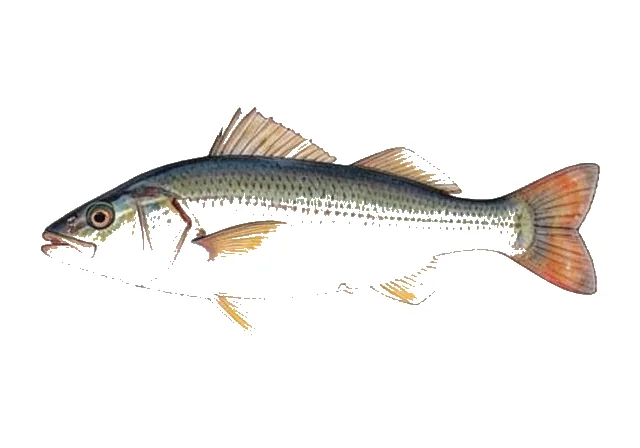 Illustration of Common Goatfish