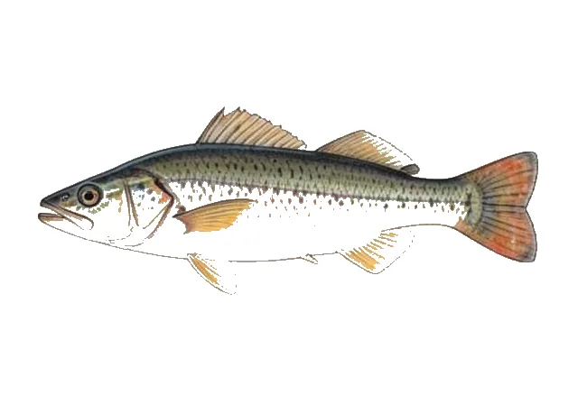 Conchos Pupfish field guide illustration