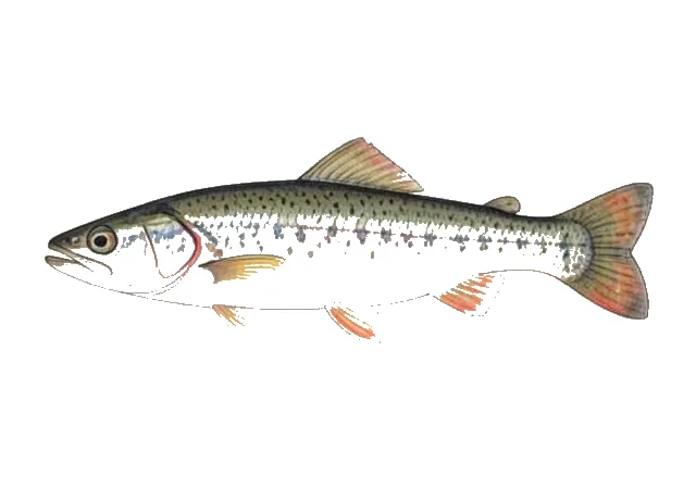 Conchos Shiner field guide illustration