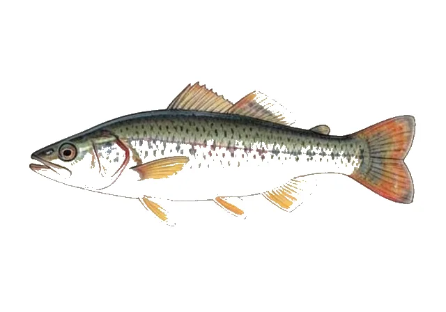 Coppercheek Darter field guide illustration