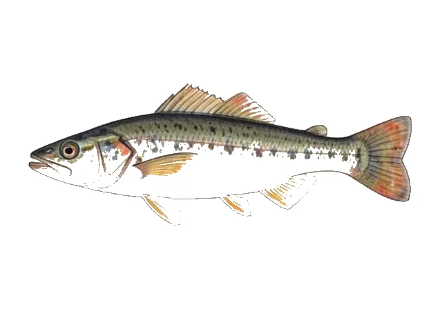 Crested Goby field guide illustration