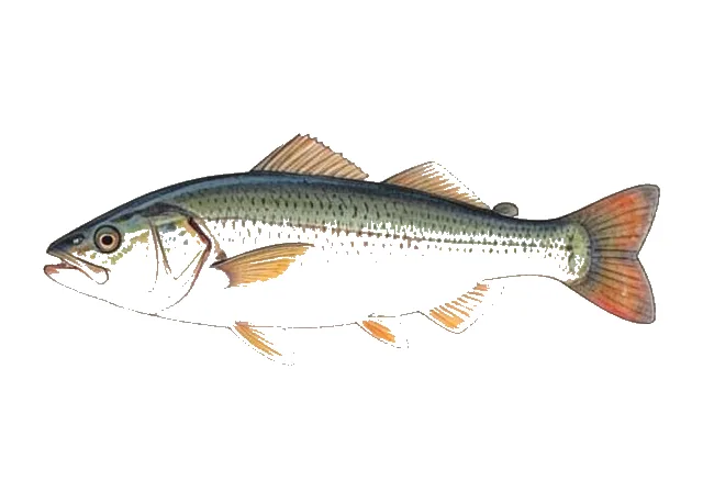 Crevalle Jack field guide illustration