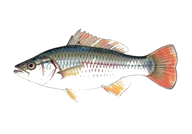 Croaking Gourami field guide illustration
