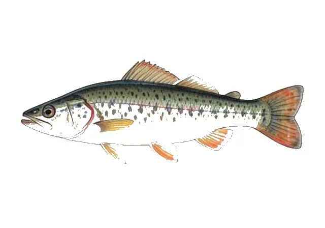 Crown Darter field guide illustration