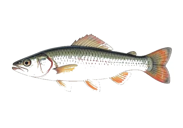 Crystal Darter field guide illustration