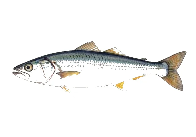 Cuban Anchovy field guide illustration