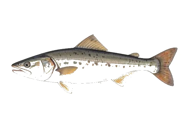 Cuban Dogfish field guide illustration