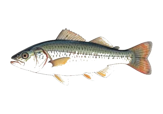 Cuban Limia field guide illustration