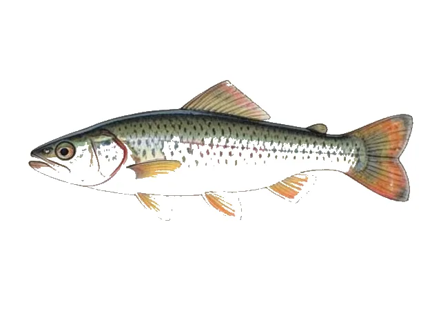 Cumberland Darter field guide illustration