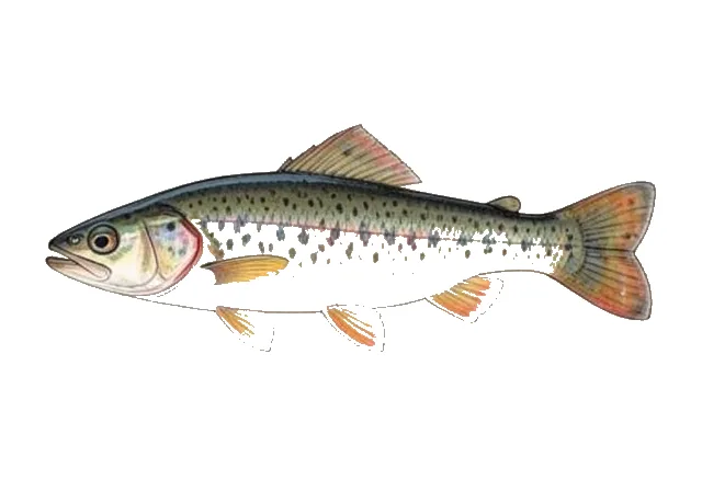 Cumberland Plateau Darter field guide illustration
