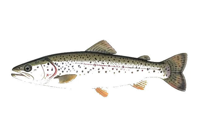 Cutthroat Trout field guide illustration