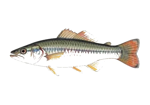 Diamond Killifish field guide illustration