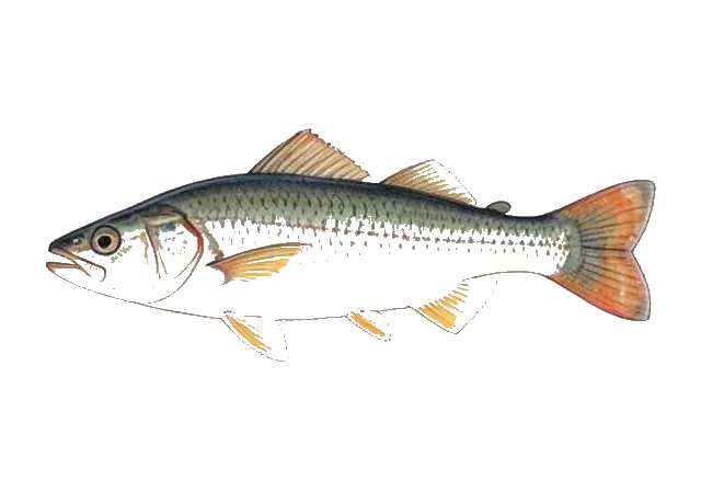 Dionda flavipinnis field guide illustration