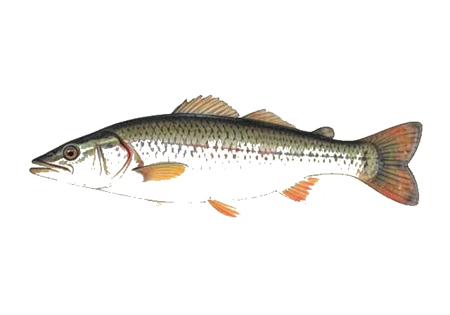 Duck Darter field guide illustration