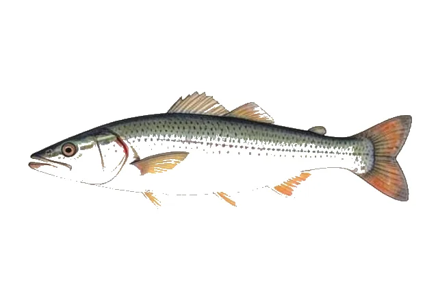 Duckbill Barracudina field guide illustration