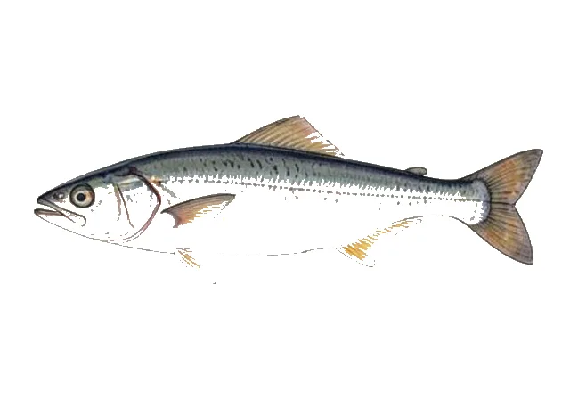 Dusky Anchovy field guide illustration