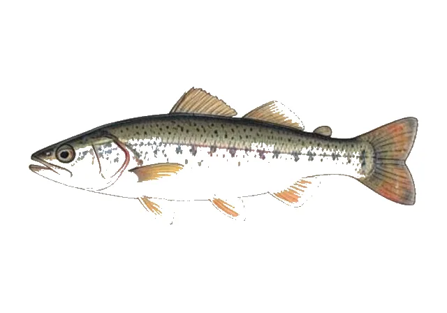Dusky Shiner field guide illustration