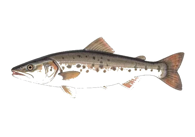 Dusky Smooth-hound field guide illustration