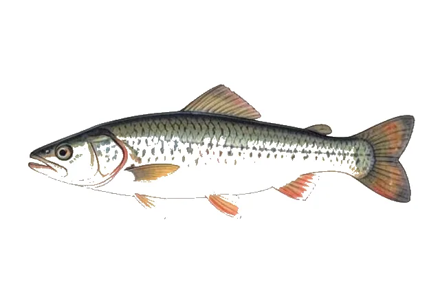 Dwarf Herring field guide illustration
