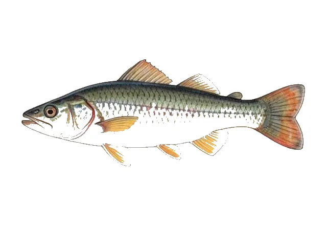 Dwarf Livebearer field guide illustration