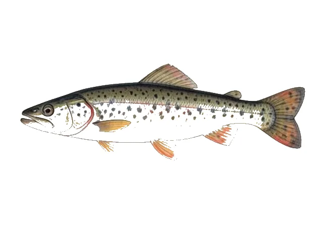 Illustration of Eastern Blacknose Dace