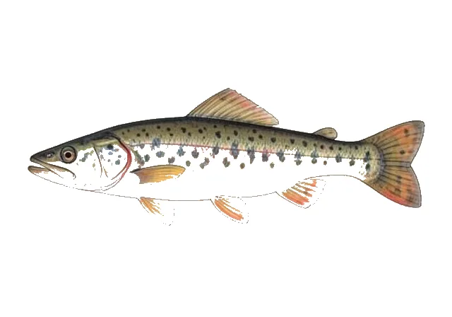 Elegant Madtom field guide illustration