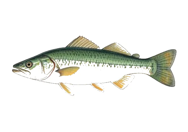 Emerald Bowfin field guide illustration