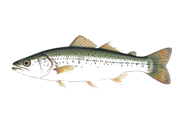 Emerald Shiner field guide illustration