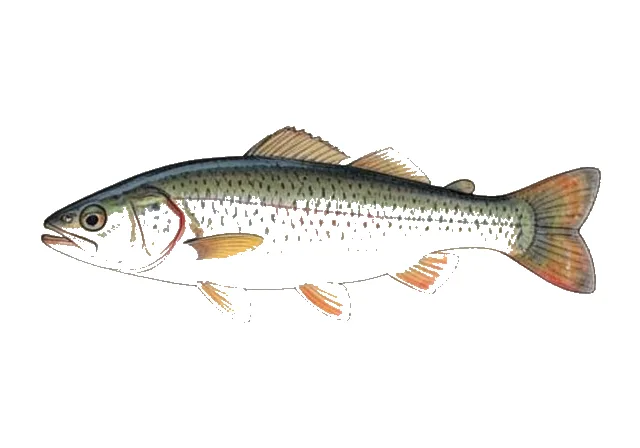 Etheostoma humerale field guide illustration