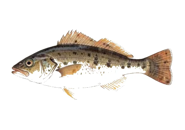 Eyed Flounder field guide illustration