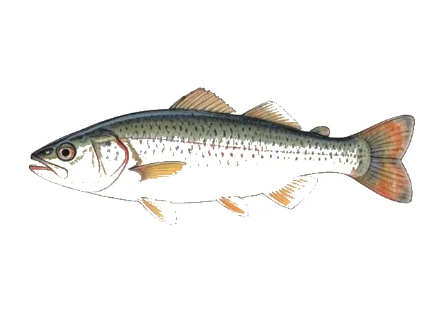 Illustration of Fat Sleeper