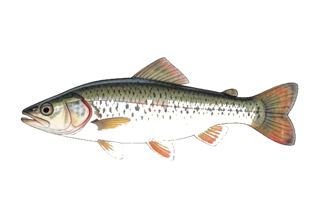 Illustration of Fathead Minnow