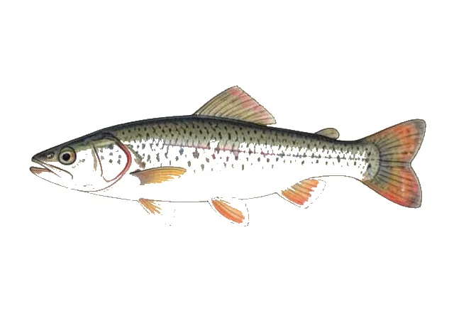 Fatlips Minnow field guide illustration