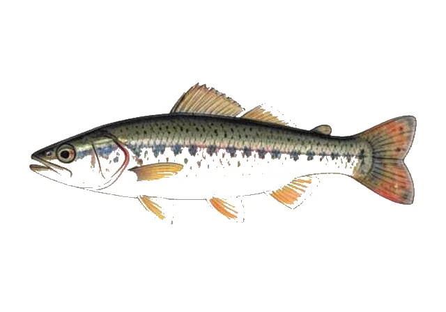 Fieryblack Shiner field guide illustration