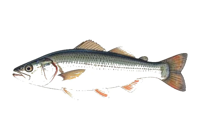 Finescale Menhaden field guide illustration